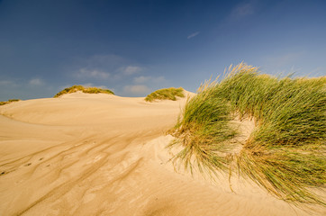 Fototapeta na wymiar Marram Grass and Sand in the Dunes of Denmark
