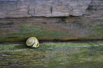 Ślimak, snail