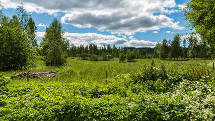 Fototapeta na wymiar Meadow