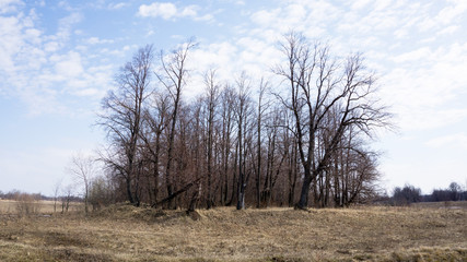 monochrome landscape of dry grass and empty trees after winter