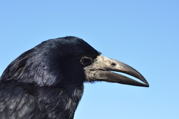 portret dorosłego gawrona © agnieszkalll