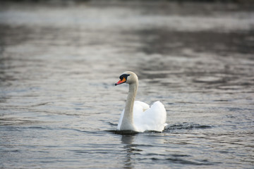 White swan on a river. 