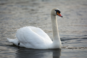 Fototapeta na wymiar White swan on a river. 