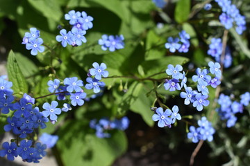 Fototapeta premium Blumen