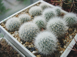 Small seedlings of cactus Escobaria orcuttii with dense spination.
