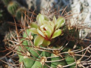 Fototapeta na wymiar Flowering cactus Gymnocalycium ambatoense with strong spines.