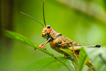 Giant grasshopper in the primary forest of Corcovado National Park