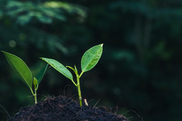 Green sprout growing from seed