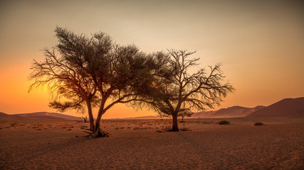 Fototapeta na wymiar Accacias, désert du Namib