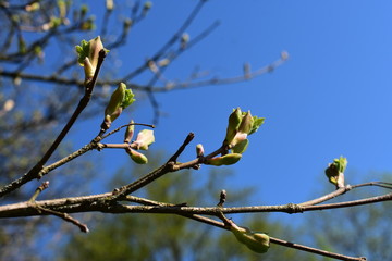 Natura