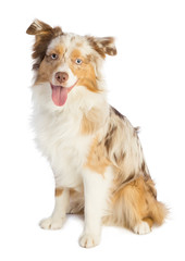 american shepherd