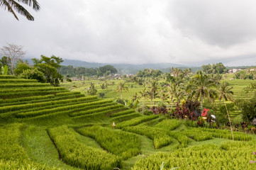 Rice field terrace Bali
Indonesia