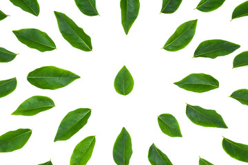 flat lay green leaf isolated on white background for creative nature backdrop