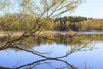 Obraz premium Birch tree at the lake