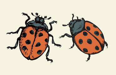 Ladybug. Vector drawing