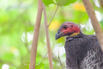 Brushturkey portrait - Australian native bird