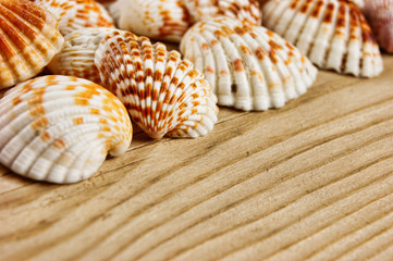 Sea shells on old wooden board