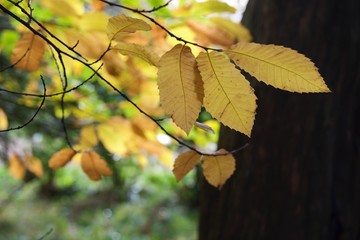 jesienne żółte liście olchy © agnieszkalll