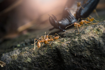 Macro shot ants with they activities