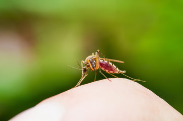 Yellow Fever, Malaria or Zika Virus Infected Mosquito Insect Macro on Green Background