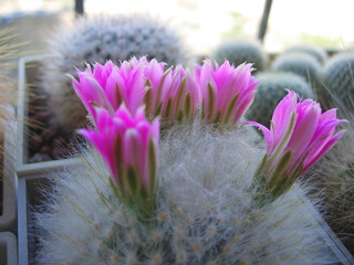 Mature specimen of cactus Krainzia guelzowiana.