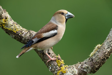Hawfinch, Coccothraustes coccothraustes