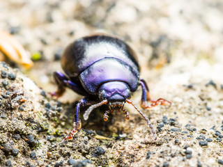 Chrysolina Coerulans Blue Mint Leaf Beetle Insect Macro