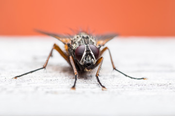 Diptera Meat Fly Insect On Wood