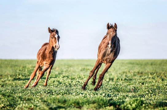 Two foals playing together on the maedow.