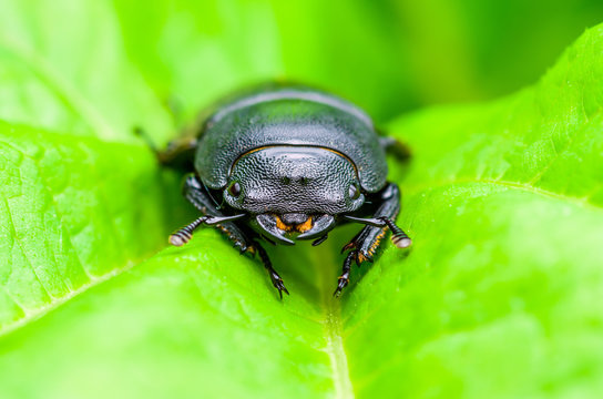 Dark Beetle Insect on Green Leaf Background
