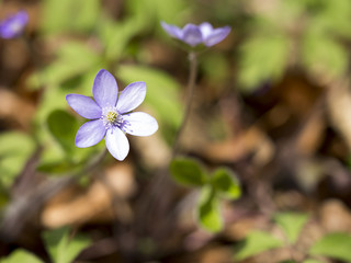 Lila Buschwindröschen im Wald