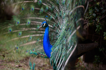 Fototapeta premium pavo real