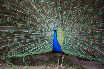 Obraz premium peacock