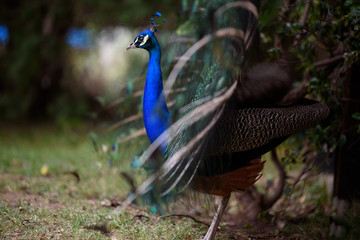 Obraz premium pavo real