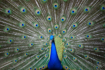 Obraz premium peacock