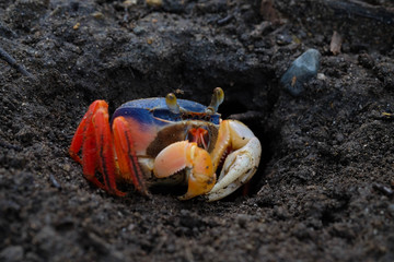 landcrab