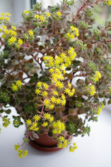 Aichrizon, tree of love. Flower on the windowsill