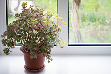 Aichrizon, tree of love. Flower on the windowsill
