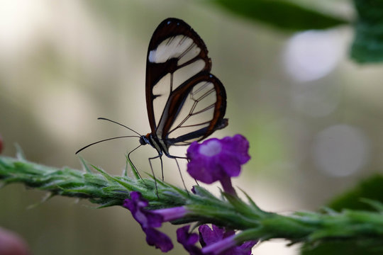 glasswingedbbutterfly