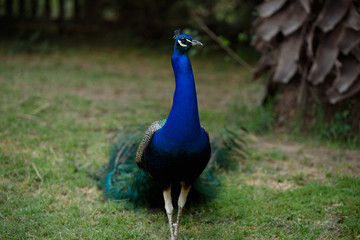 Fototapeta premium peacock
