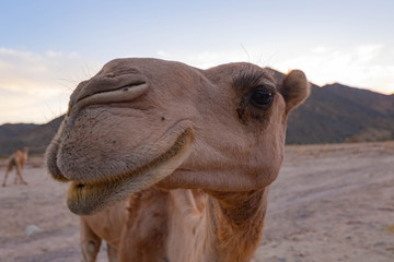 smiling camel
