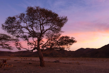 Obraz premium Lonely Tree