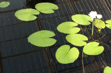 lilie wodne w wodzie odbija się metalowa konstrukcja © agnieszkalll