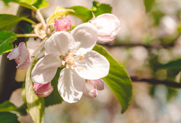 Flowers of an apple tree in the spring. Blossoming orchard