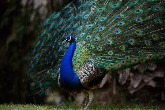 peacock