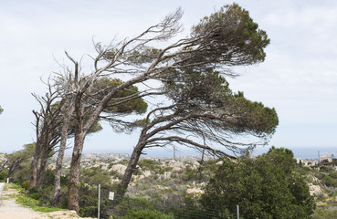 trees in the wind on maddalena island