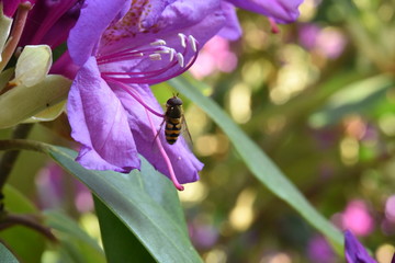 Schwebfliege auf lila Hibiskusblüte © Andreas