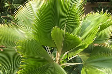 Photo sur Plexiglas Palmier palma w ogrodzie botanicznym