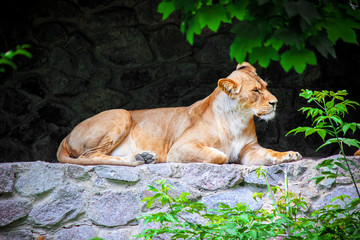 a lion in the zoo. selective focus.