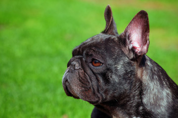 French Bulldog spring garden